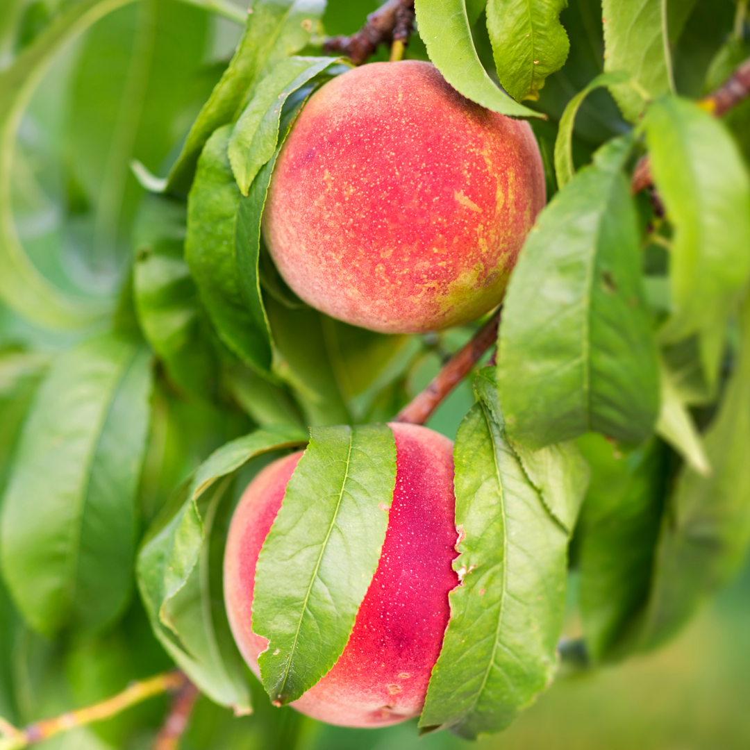 Close-up of ripe Springflame Peaches growing on a fruit tree branch surrounded by green leaves