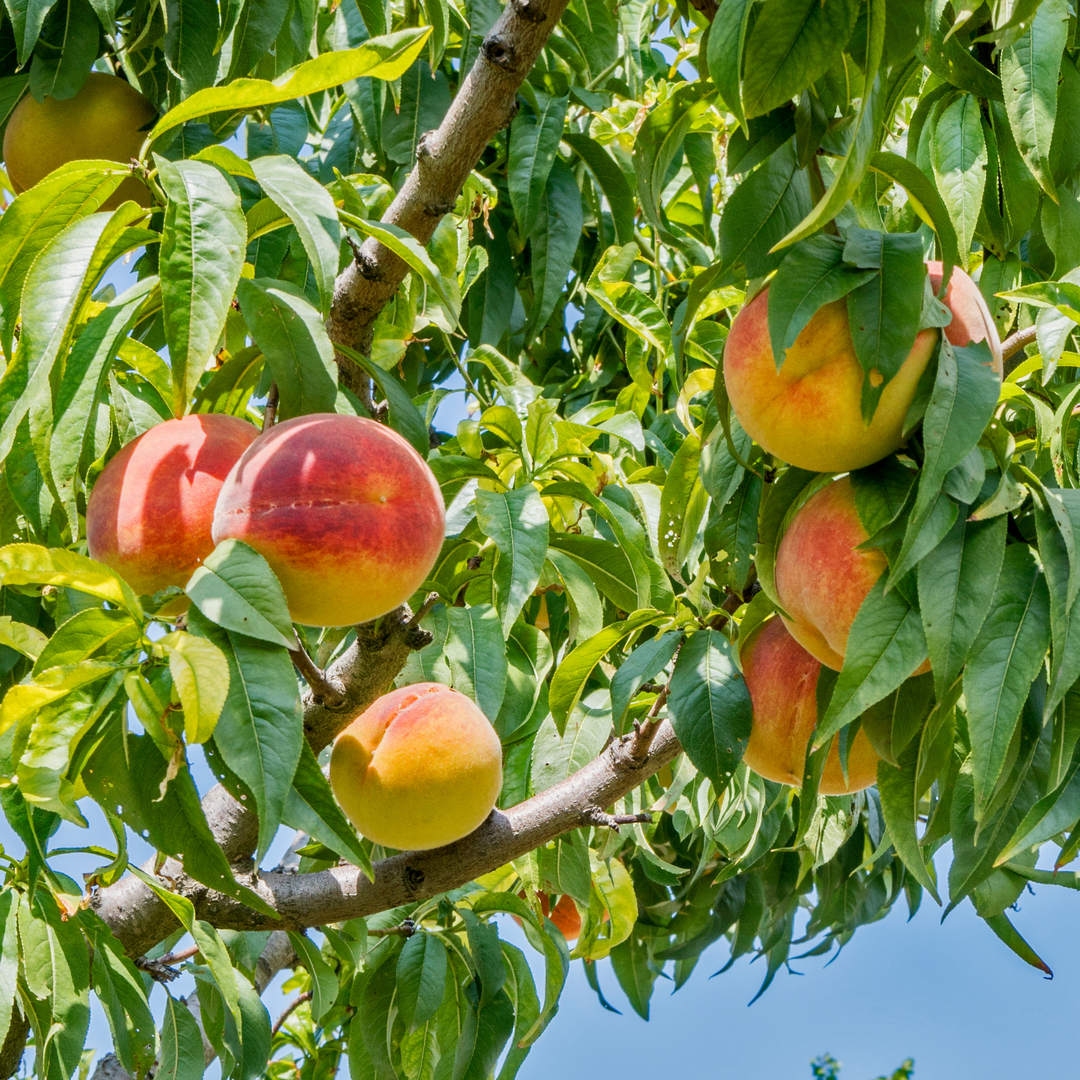 Detailed view of multiple large peaches with a red blush ripening on a live Texstar Peach tree surrounded by green leaves