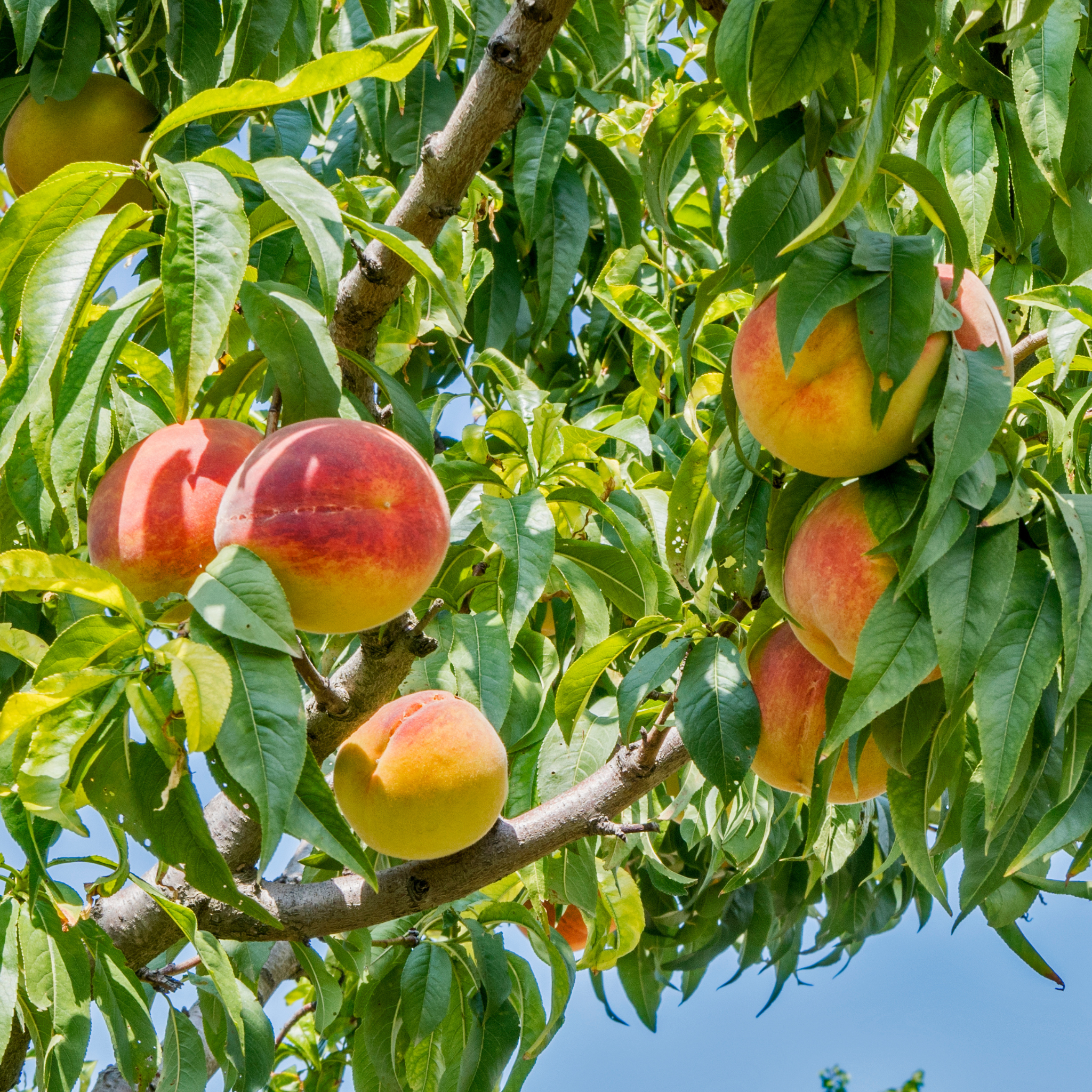 Detailed view of multiple large peaches with a red blush ripening on a live Texstar Peach tree surrounded by green leaves