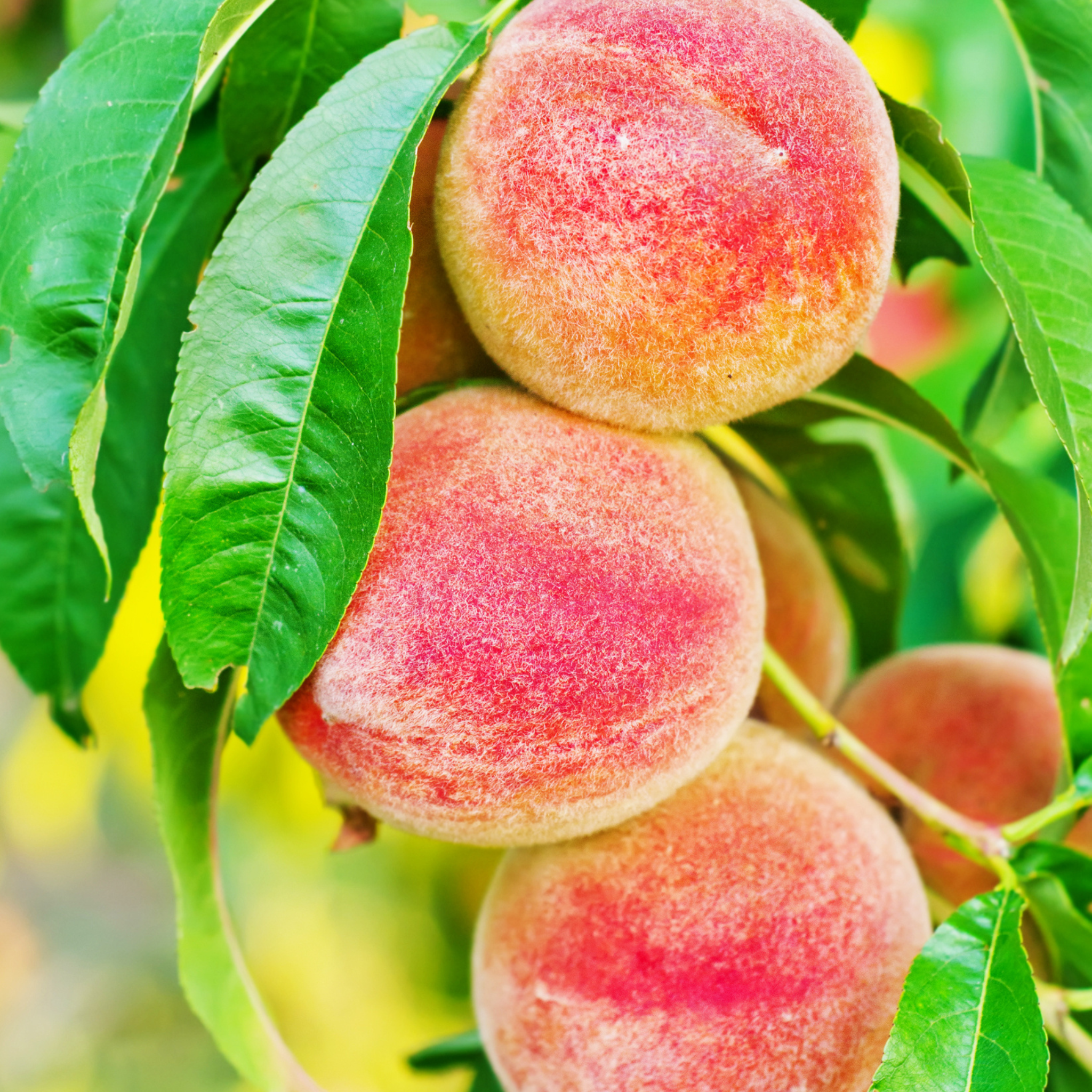 Close-up of ripe Tropic Beauty Peaches growing on a fruit tree branch surrounded by green leaves