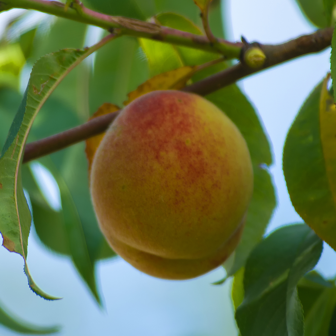 Close-up of a ripe Tropic Snow Peach growing on a fruit tree branch surrounded by green leaves