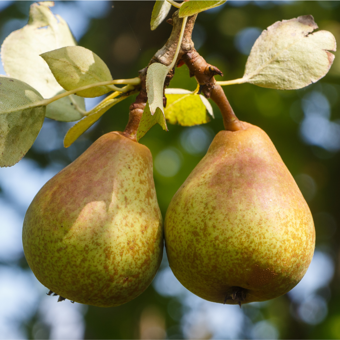 Close-up of two ripening Ayers Pears growing on a fruit tree branch surrounded by green leaves