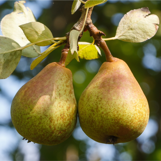 Close-up of two ripening Ayers Pears growing on a fruit tree branch surrounded by green leaves