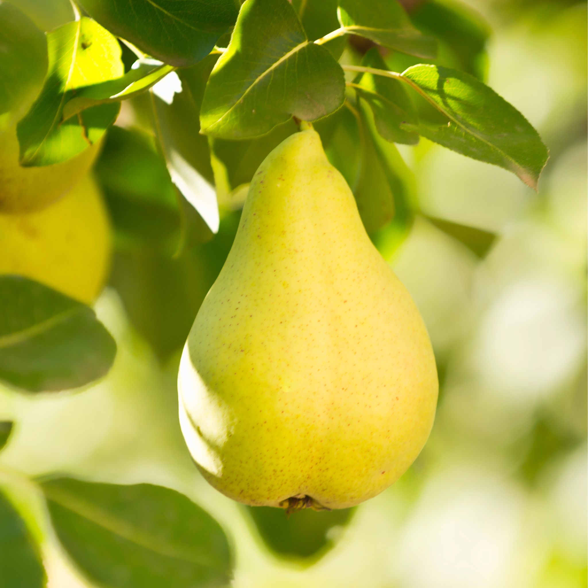 Close-up of a ripening Bartlett Pear growing on a fruit tree branch surrounded by green leaves