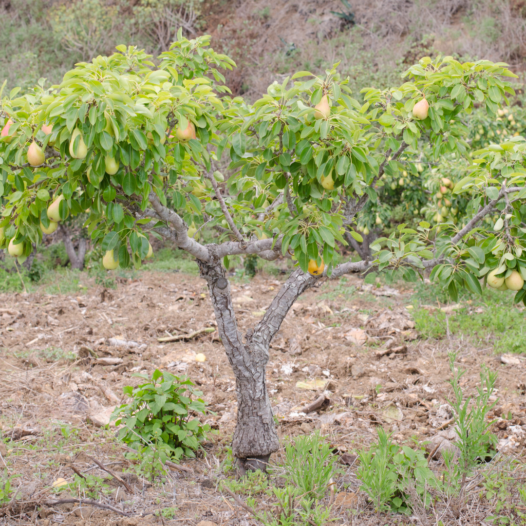 Mature Flordahome Pear tree bearing light green pears in an outdoor orchard setting