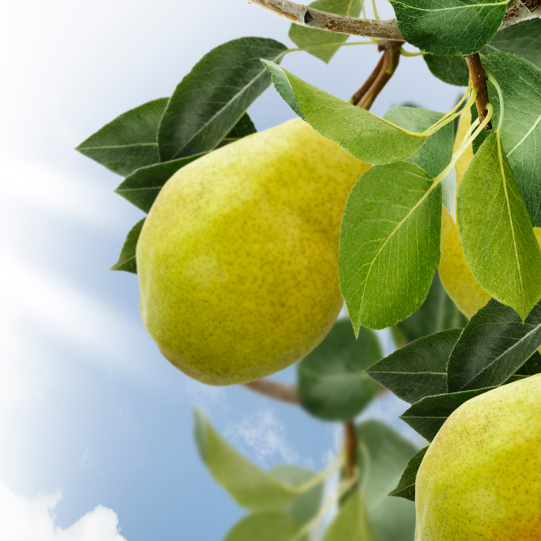 Close-up of a ripening Kieffer Pear growing on a fruit tree branch with green leaves against a blue sky