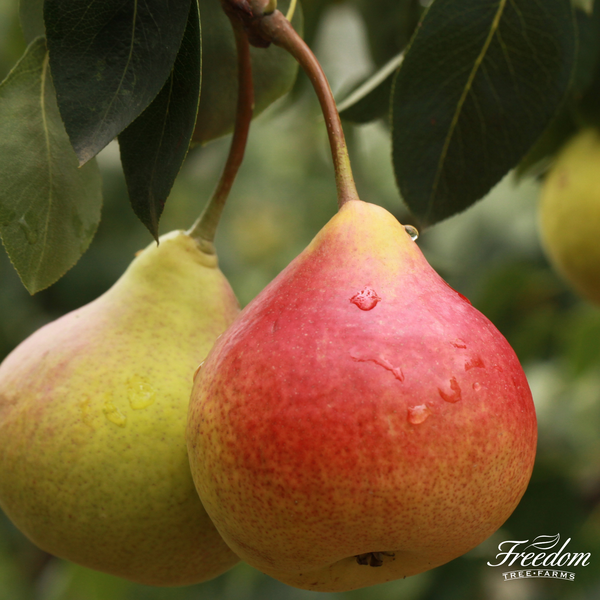Close-up of ripe Moonglow Pears growing on a fruit tree branch covered in water droplets