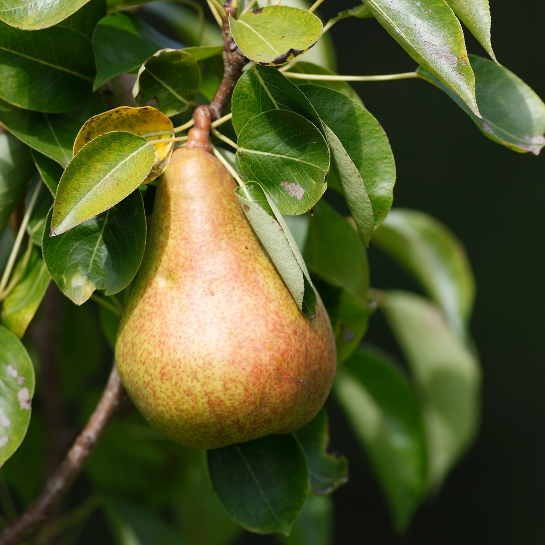 Close-up of a ripe Orient Pear growing on a fruit tree branch surrounded by green leaves