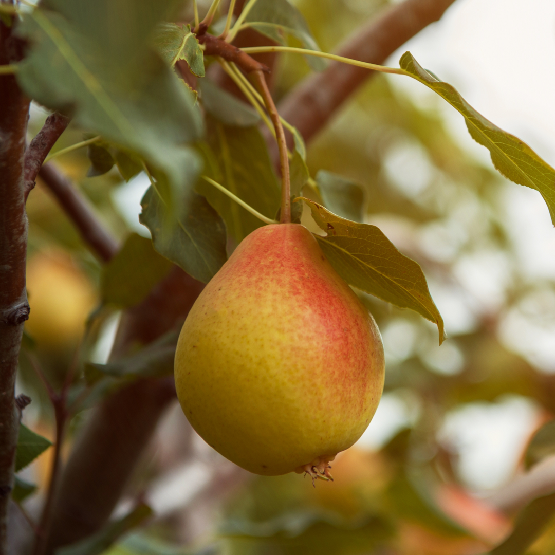 Close-up of a ripe Pineapple Pear growing on a fruit tree branch surrounded by green leaves