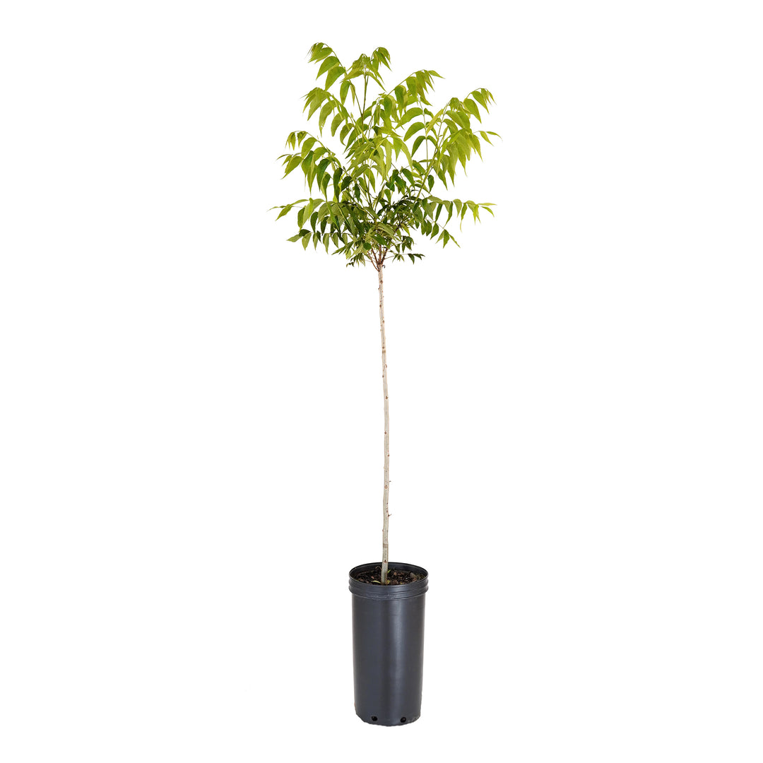 Slender Elliott Pecan tree with a green leaf canopy and tall trunk in a black container