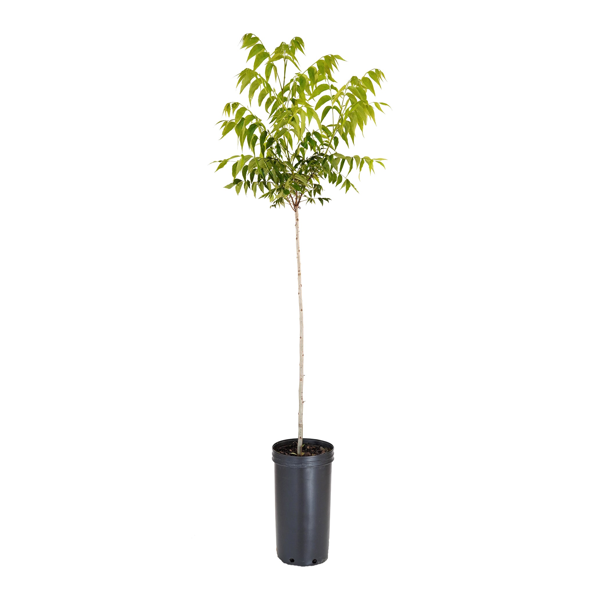 Slender Elliott Pecan tree with a green leaf canopy and tall trunk in a black container