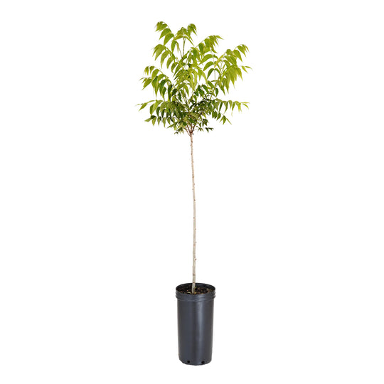 Slender Elliott Pecan tree with a green leaf canopy and tall trunk in a black container