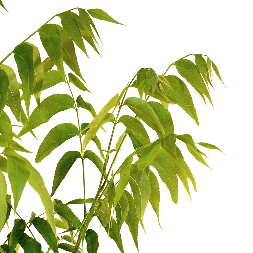 Close-up of the vibrant green compound leaves on an Elliott Pecan tree branch