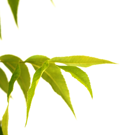 Close-up of bright green serrated leaves on an Elliott Pecan tree branch against a white background