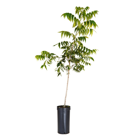 A single Lakota pecan tree with green leaves in a black pot, against a white background.