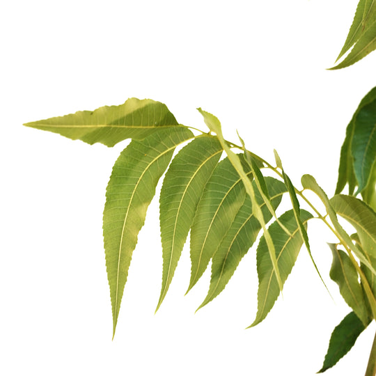 Close-up of bright green serrated leaves on a Lakota Pecan tree branch against a white background