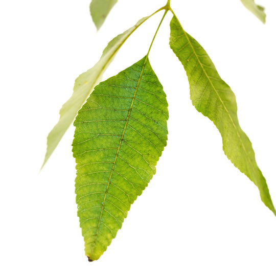 Extreme close-up of a vibrant green Lakota Pecan tree leaf showing detailed vein structure on a white background