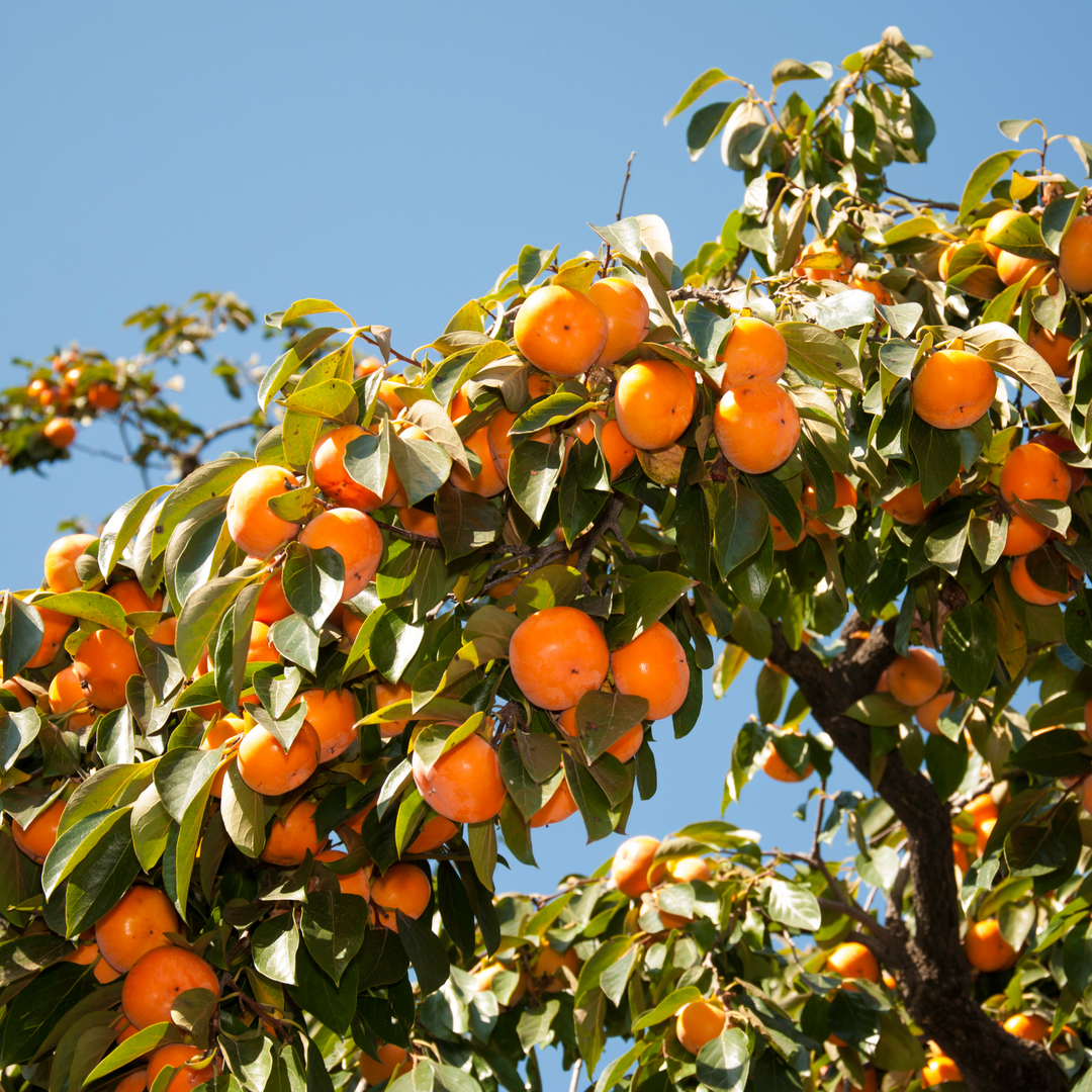 Close-up of ripening orange fruit on an American Persimmon tree branch
