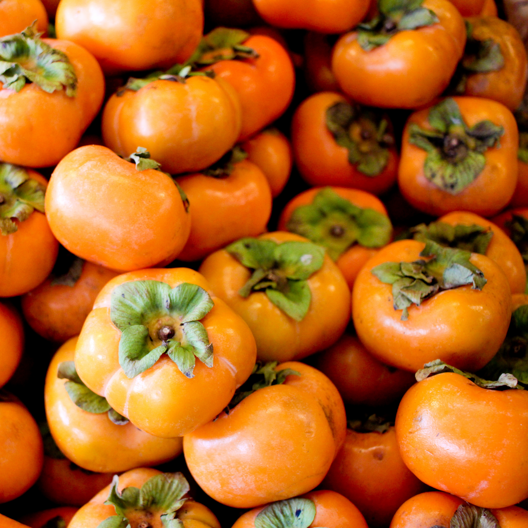 Close-up of a pile of ripe orange American Persimmon fruit