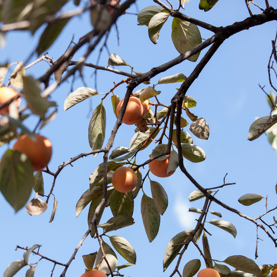 Ripening orange fruit hanging on an American Persimmon tree branch against a blue sky