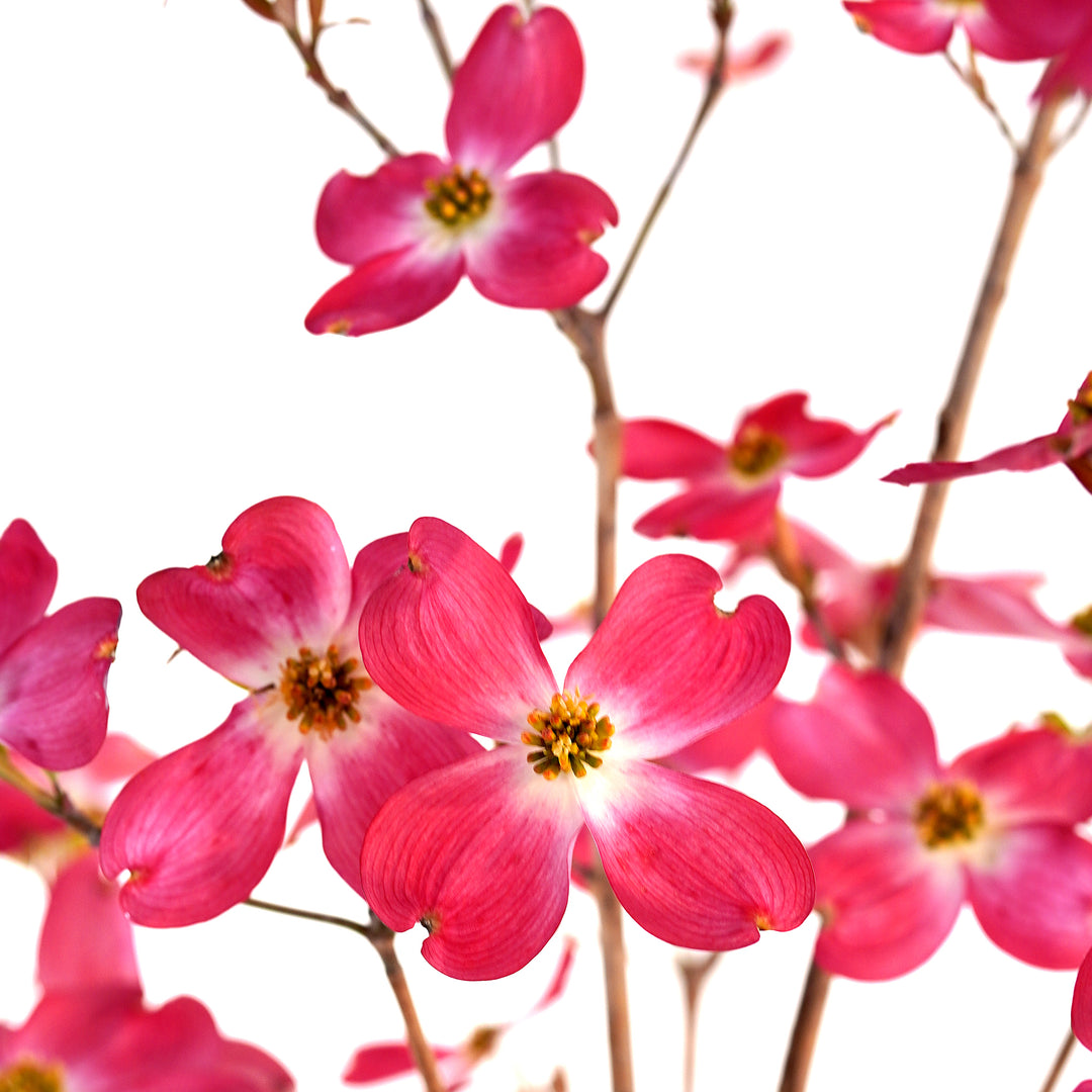 Dogwood, Pink