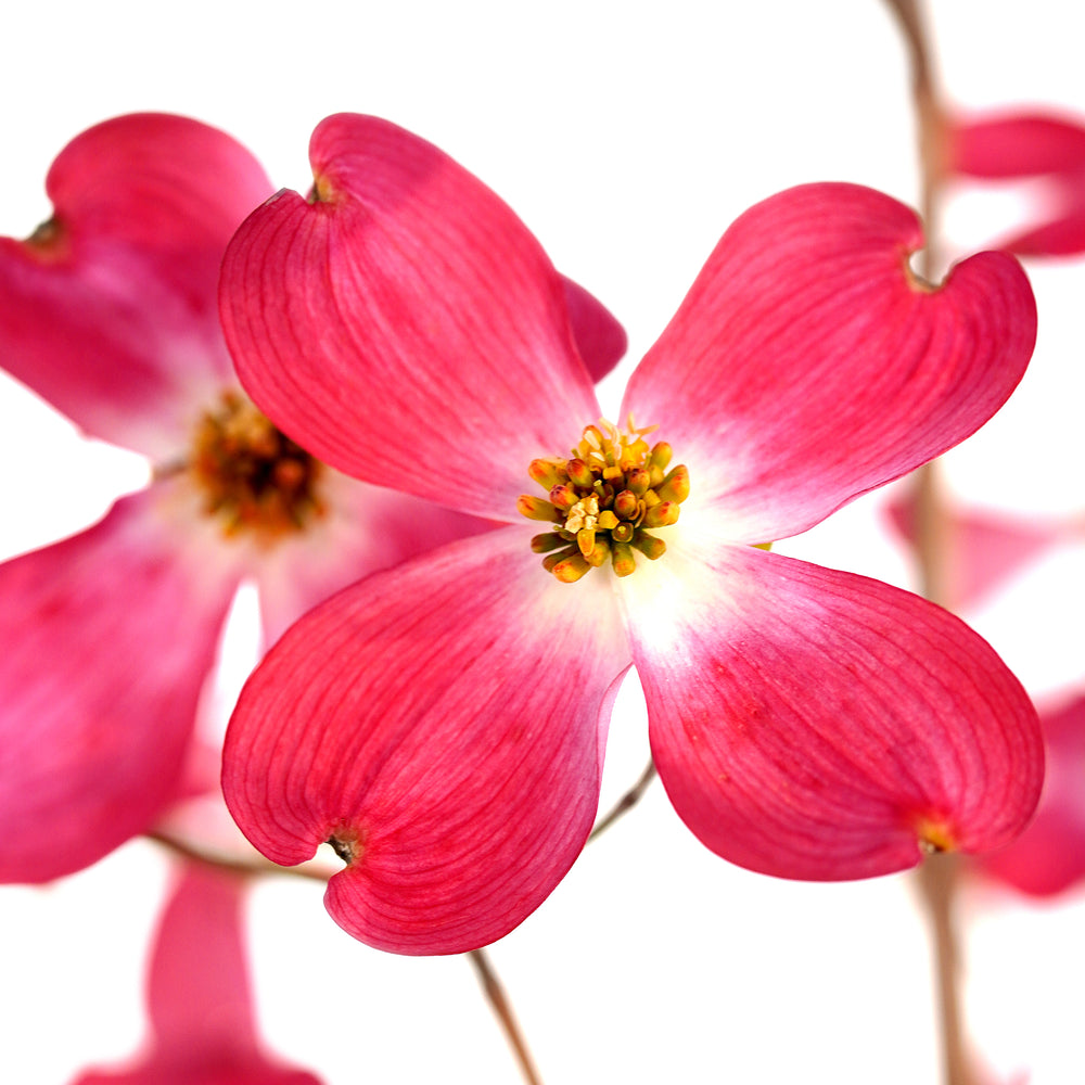 Dogwood, Pink