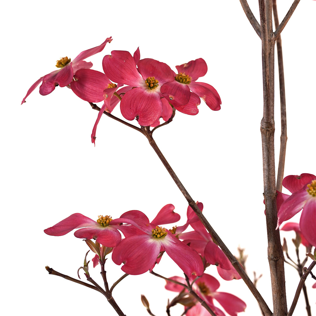 Dogwood, Pink