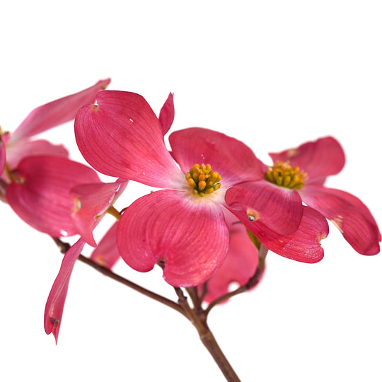 Dogwood, Pink