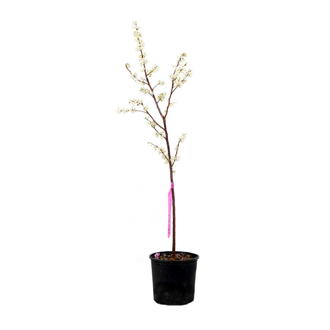Blooming Alderman Plum tree with white spring flowers in a black nursery pot