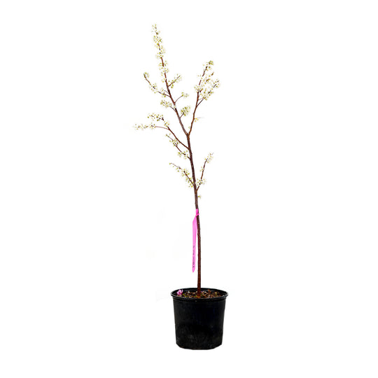 Blooming Alderman Plum tree with white spring flowers in a black nursery pot
