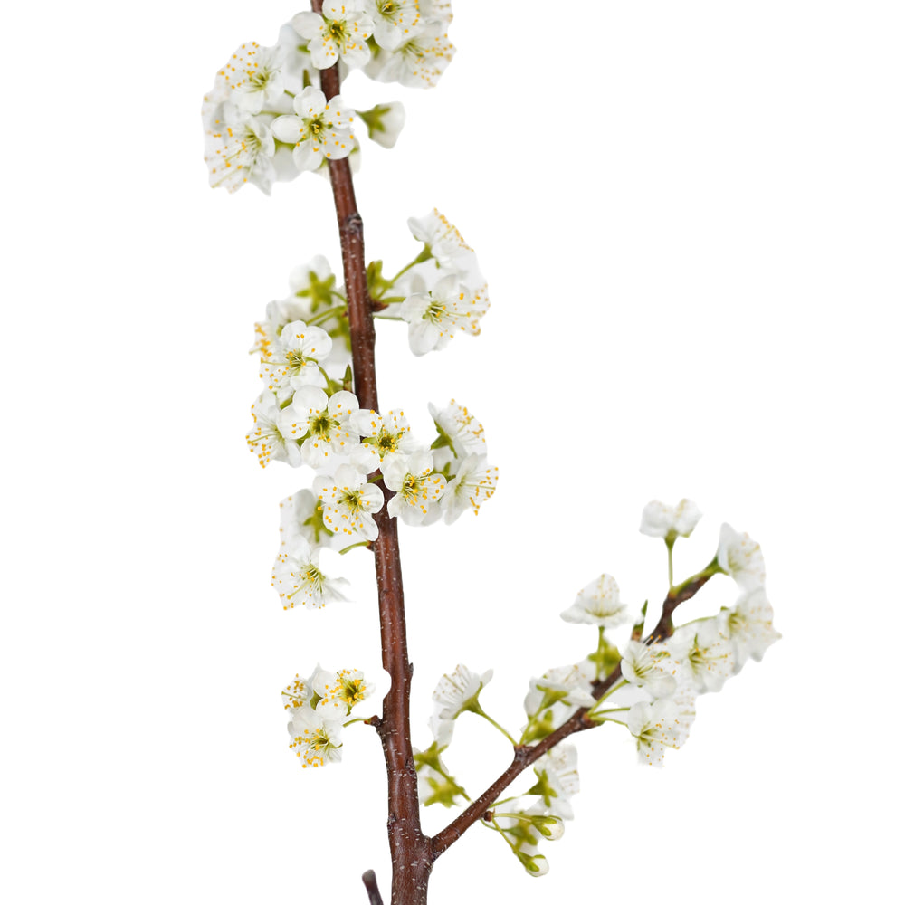 Close-up of white spring blossoms on the branches of an Alderman Plum tree