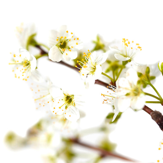 Macro close-up of delicate white spring blossoms on an Alderman Plum tree branch