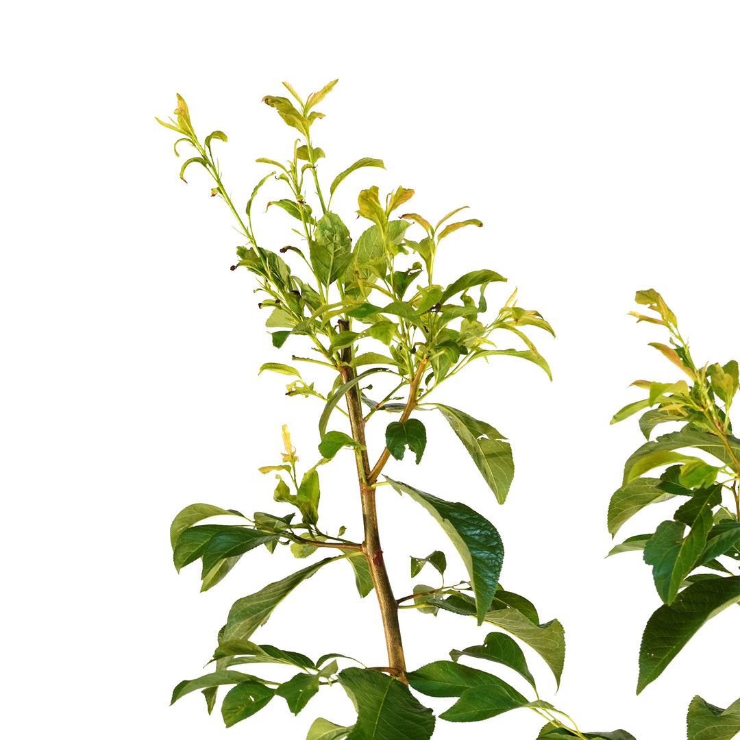 Close-up of bright green summer foliage on an Alderman Plum tree