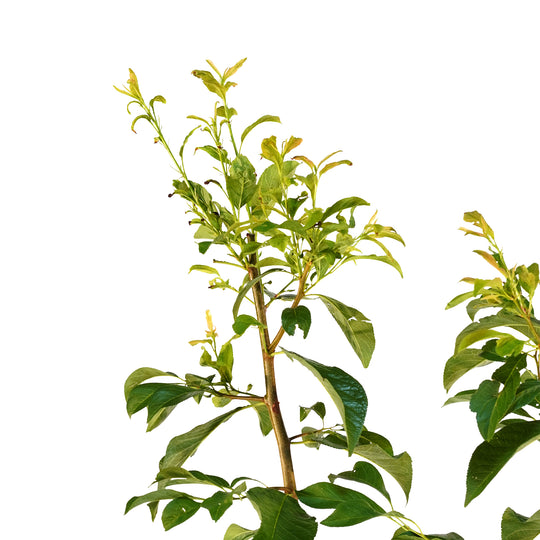 Close-up of bright green summer foliage on an Alderman Plum tree