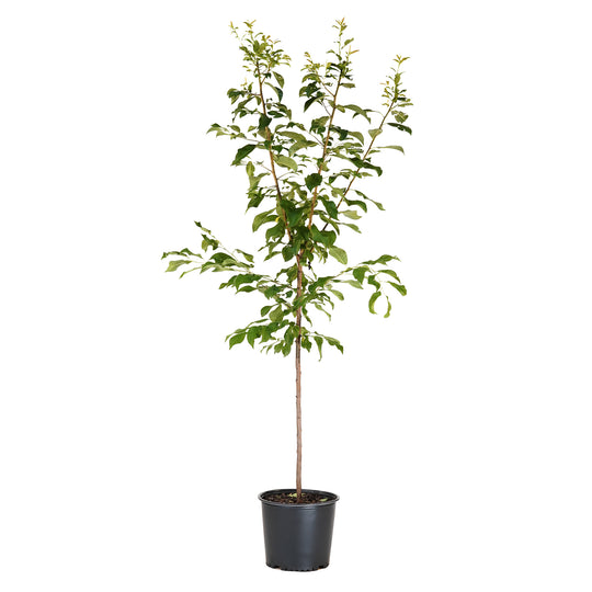 Alderman Plum tree with green summer foliage in a black nursery pot