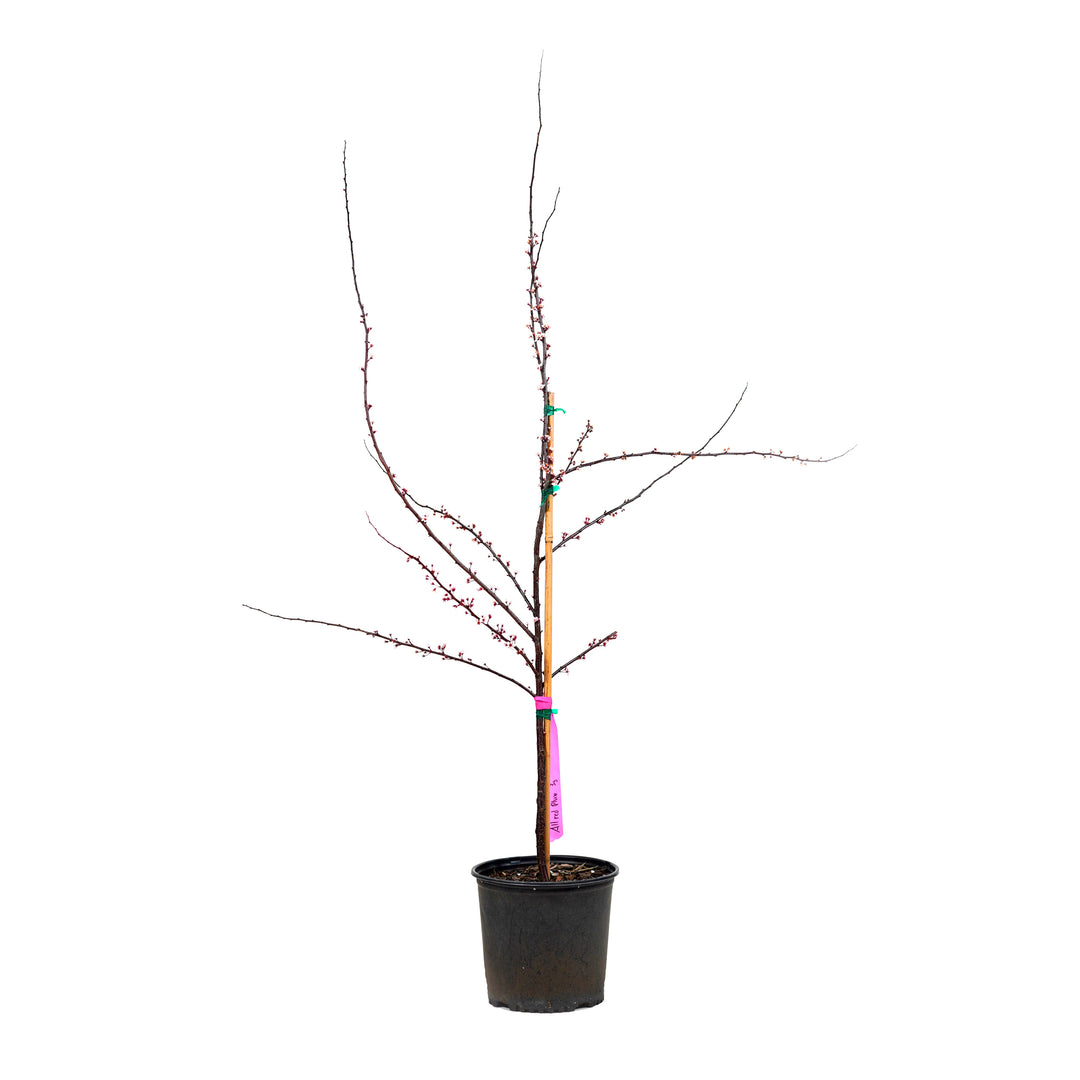Budding All Red Plum tree in a black nursery pot