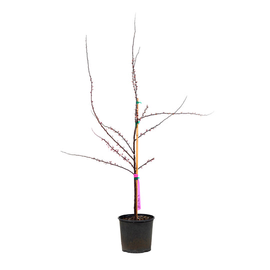 Budding All Red Plum tree in a black nursery pot