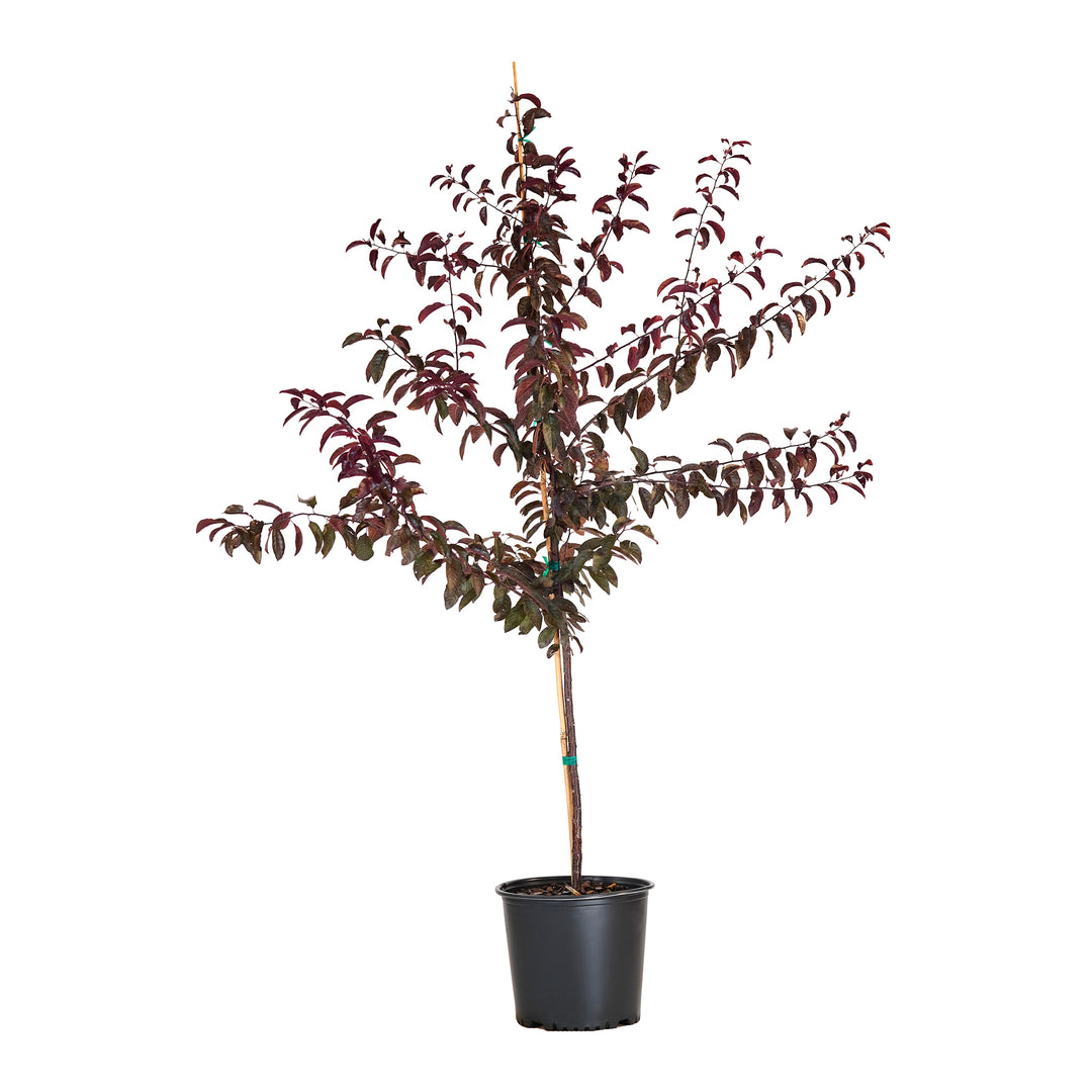 All Red Plum tree with dark red foliage in a black nursery pot