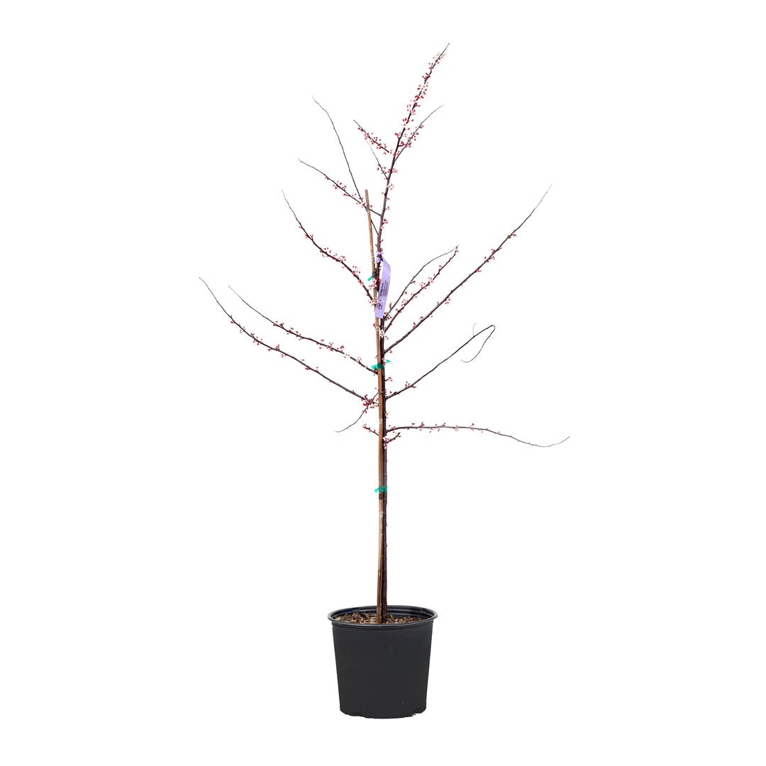 Budding All Red Plum tree with pinkish spring blossoms in a black nursery pot