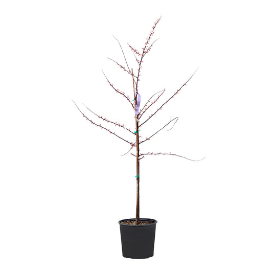 Budding All Red Plum tree with pinkish spring blossoms in a black nursery pot