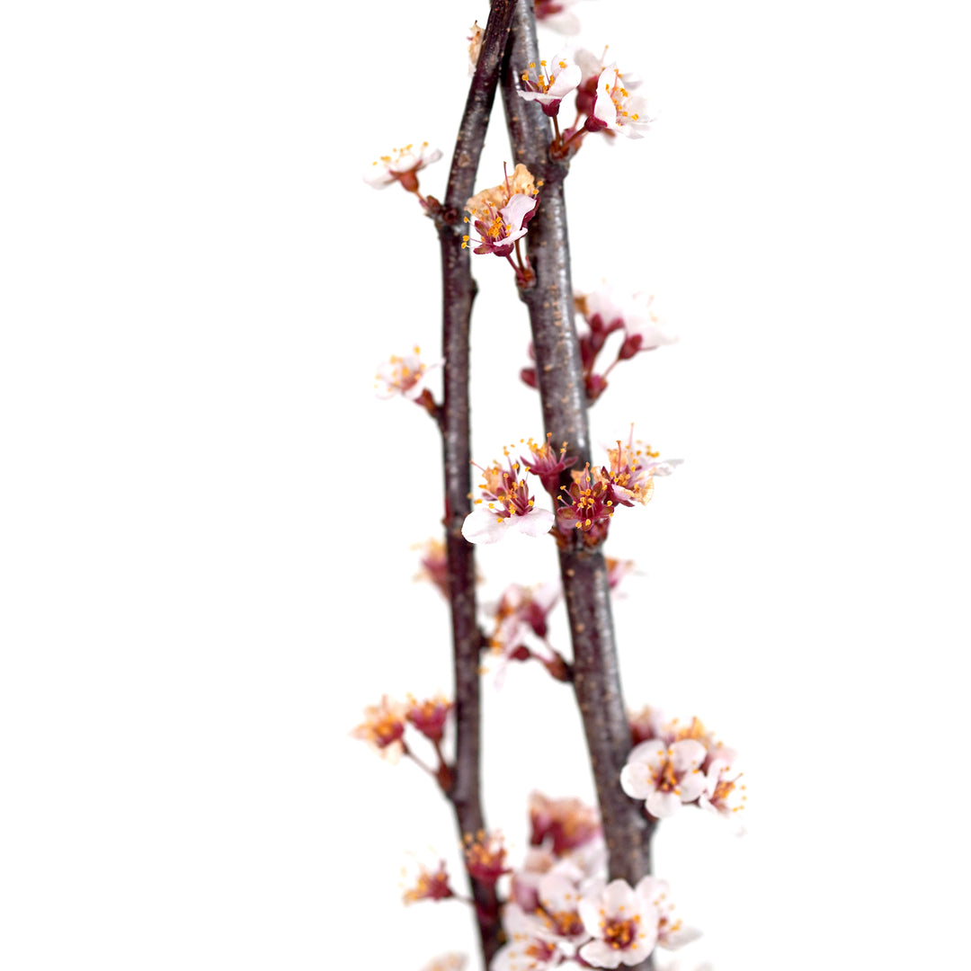 Macro close-up of delicate pale pink spring blossoms on an All Red Plum tree branch