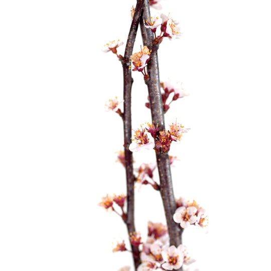 Macro close-up of delicate pale pink spring blossoms on an All Red Plum tree branch
