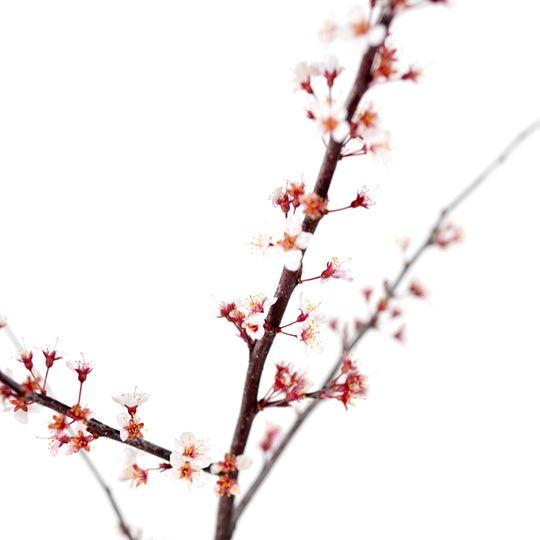 Blooming branches with pale pink spring blossoms on an All Red Plum tree