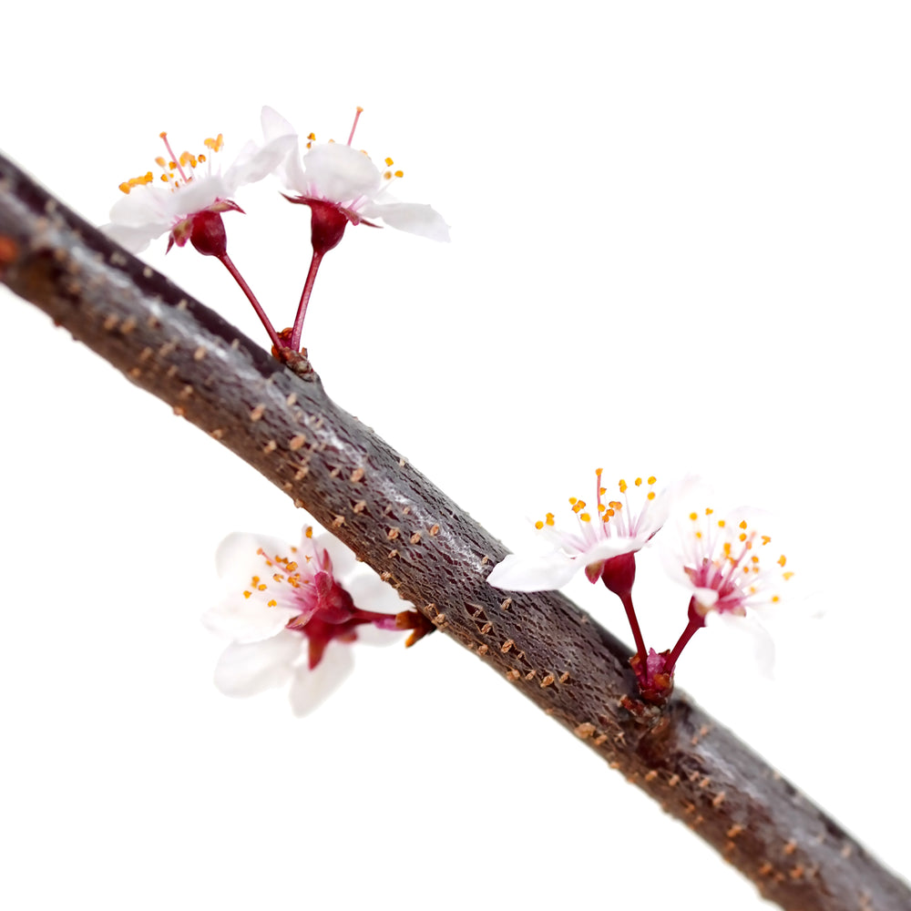 Macro close-up of delicate pale pink blossoms on an All Red Plum tree branch