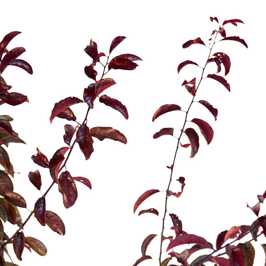 Close-up of upward-reaching stems and dark red foliage on an All Red Plum tree
