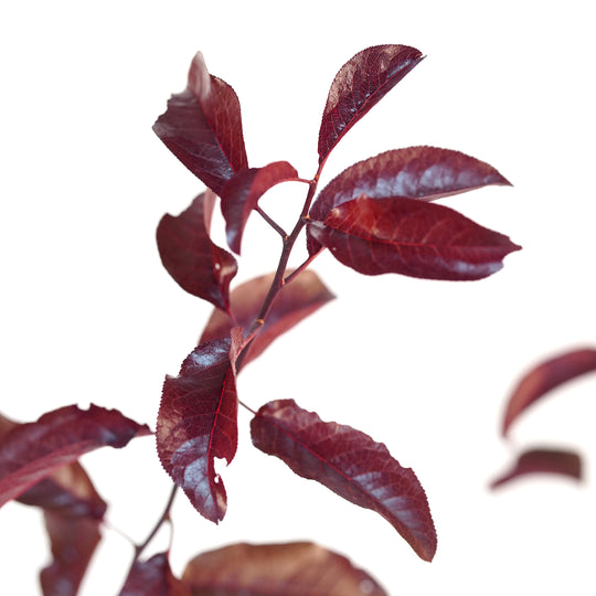 Macro close-up of dark red leaves on an All Red Plum tree stem