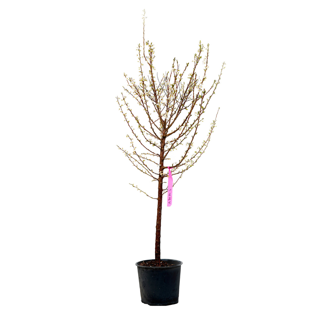 Au Rosa Plum tree with early spring buds in a black nursery pot