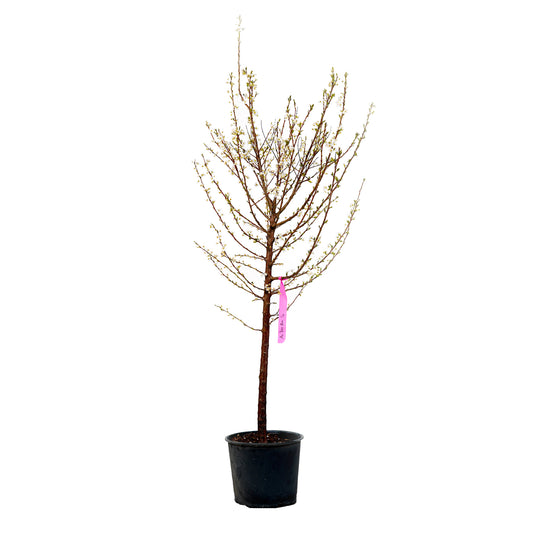 Au Rosa Plum tree with early spring buds in a black nursery pot