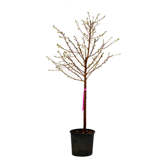 Au Rosa Plum tree with emerging green spring foliage in a black nursery pot