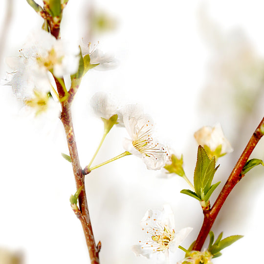 Close-up of white spring blossoms and emerging green leaves on an Au Rosa Plum tree